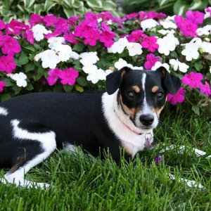 Shelby_062