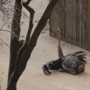 Ostrich about to lay an egg