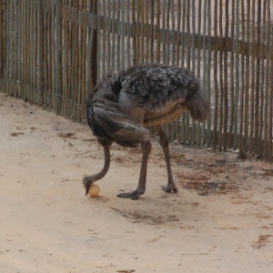 Ostrich egg