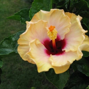 my garden