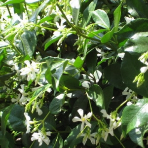 Star Jasmine