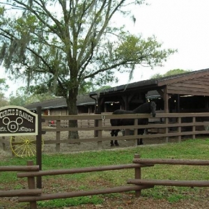 Ft_Wilderness_tri_circle_d_ranch_horse