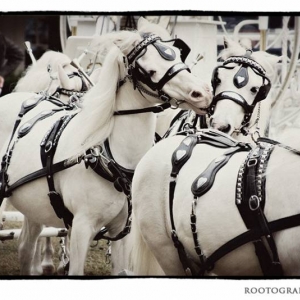 ponies