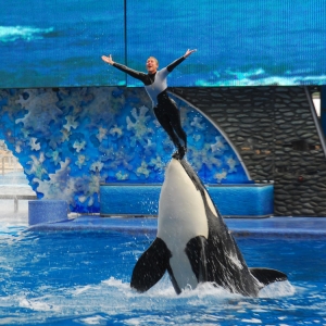 SW Shamu Show - Believe