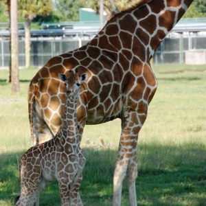 Baby Giraffe