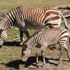 Little Kidani and his mom