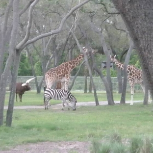 AKL animals 2