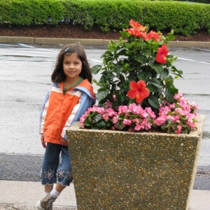 Sesame Place - Landscaping (Hibiscus Blooms)