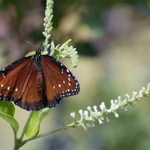 Butterfly 1