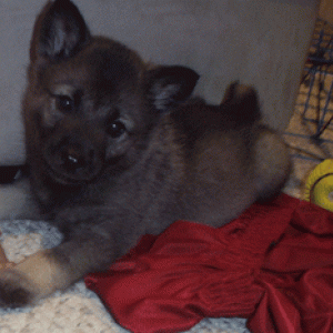 Baby Atlas