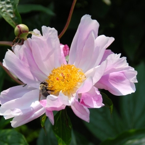 MAY_Bee