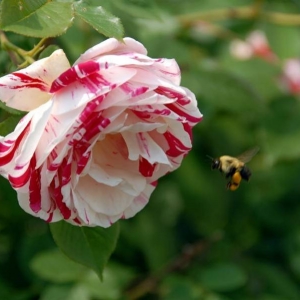 MAY_Bee_roses