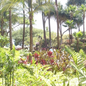Westin Kaanapali Pool area
