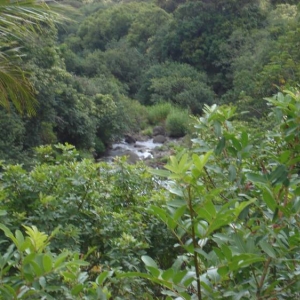 IAO Valley Maui