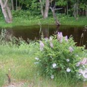 lilacs