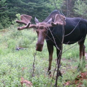 moose_pics_001