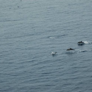 Dolphin Pod
