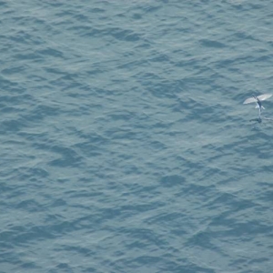 Flying Fish