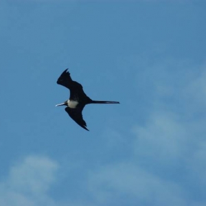 Frigate Bird