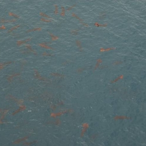 Large Squid 1