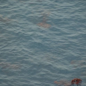 Large Squid 2