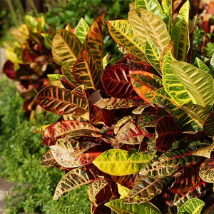 Plantlife at Polynesian