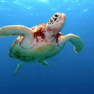 Green_Turtle_1