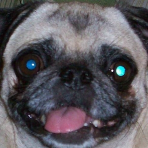 CinderellaPug