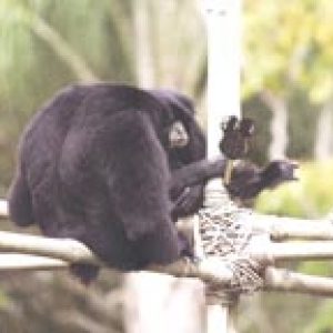 mickey_bar_monkeys_sm
