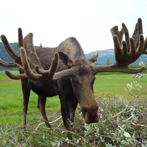 Moosie