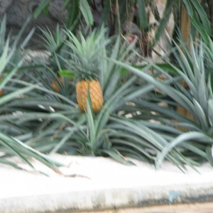 Disney0508a_062_Small_