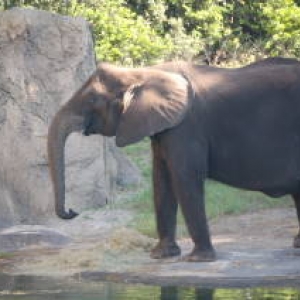 Elephant at AK