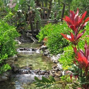 Polynesian river