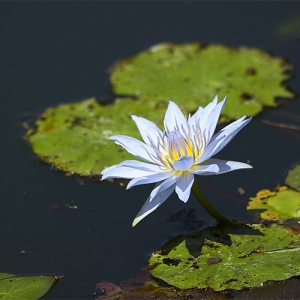 Water Lily
