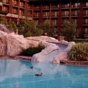 WL pool   ducks