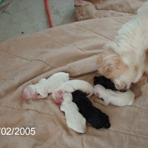 lady_and_pups