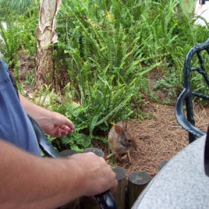 rabbit_2