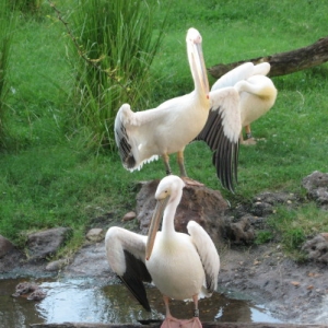 Birds at Animal Kingdom Lodge