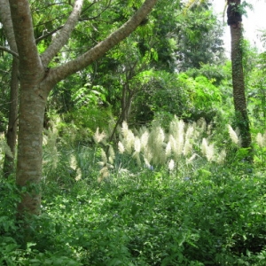 Greenery at Bus Stop