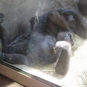gorilla