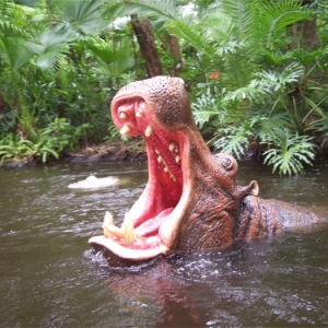 hippo
