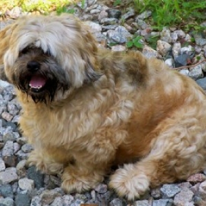 Bruno