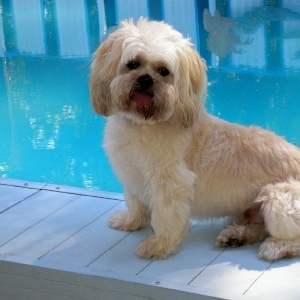 Teddy