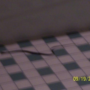POP Snake