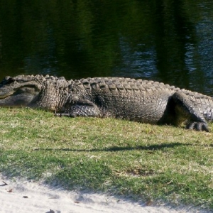 Gator at Heron Point