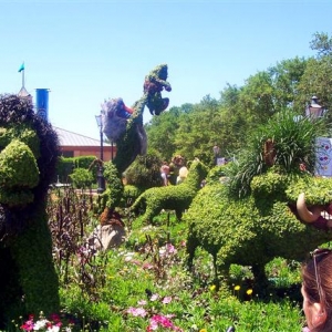 Lion King topiary.