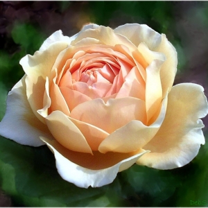 Crown Princess Margarete