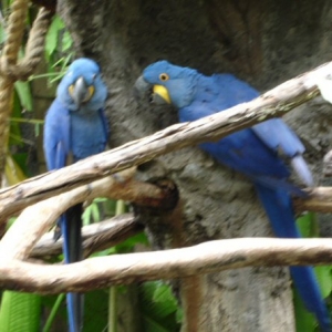 Macaws