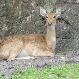 Bambi