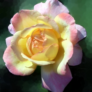 Glowing_Peace-1